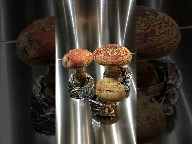 Mario Mushrooms! Fly Agarics (Amanita muscaria) growing in time lapse in Mella Mushroom Chamber