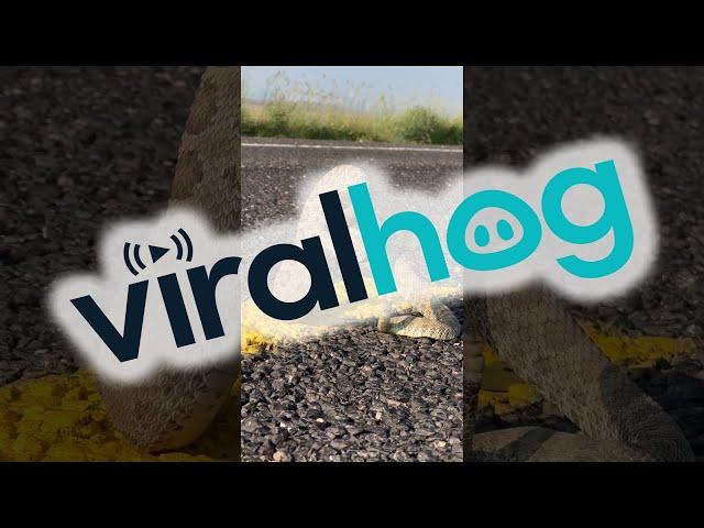 A Rattlesnake On The Road || ViralHog