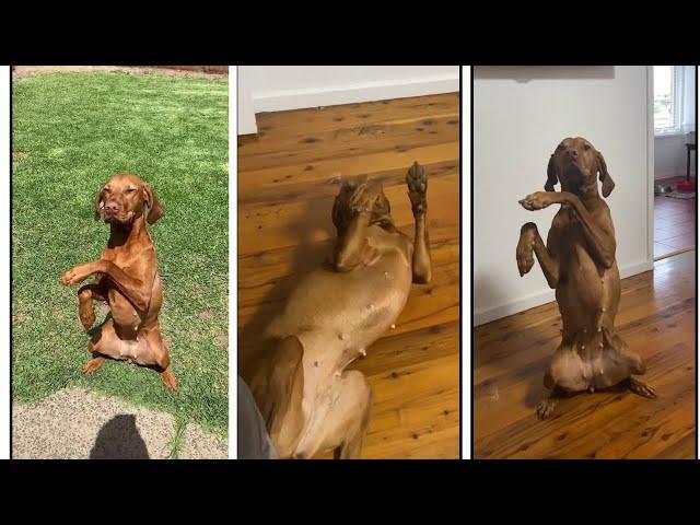 Vizsla dog  ||  Vizsla best videos 2022 #3  #vizsla  #vizslas