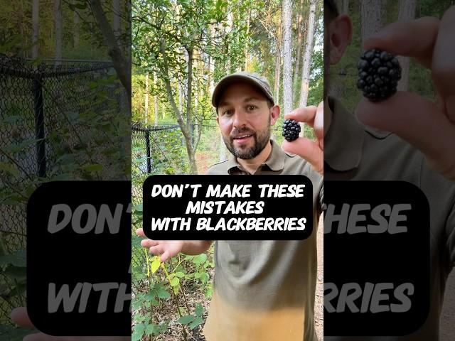 Don’t Make These Mistakes When Growing Blackberries #shorts #growyourownfood #berries #blackberries