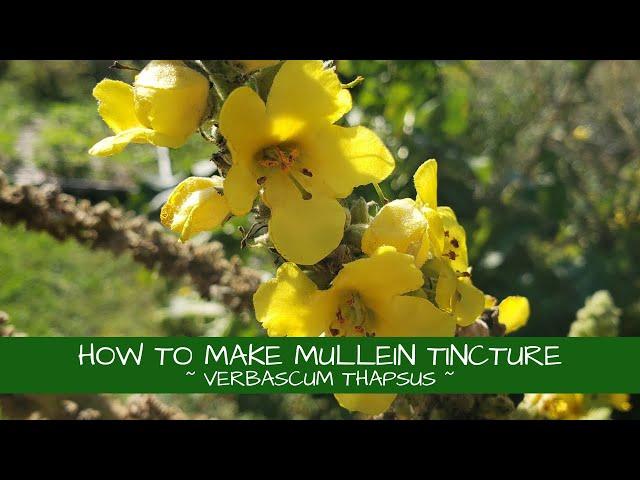 Learn How to Make Mullein Tincture! (Verbascum thapsus)