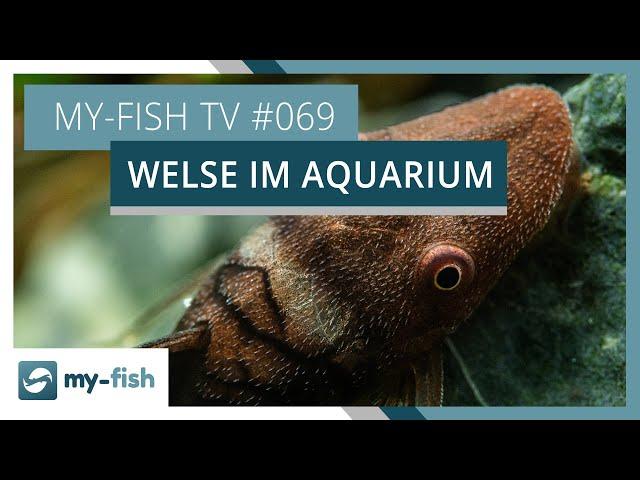 Die spannende Gruppe der Welse im Aquarium | my-fish TV #069