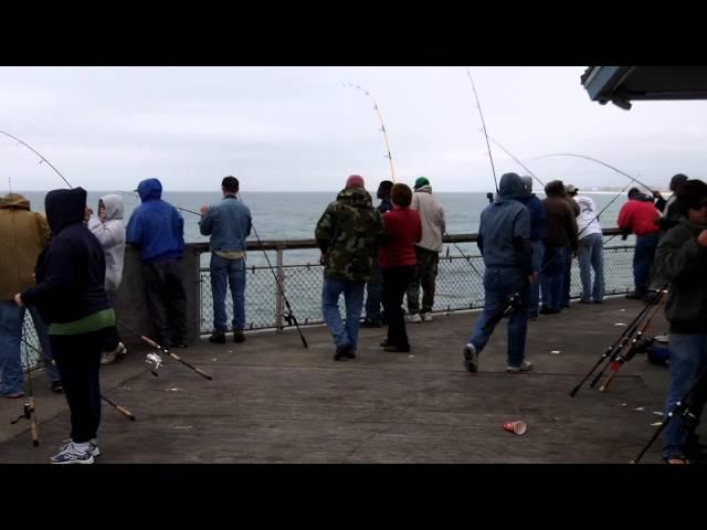 Okaloosa Island Pier King Mackerel & Bonito 11-19-11