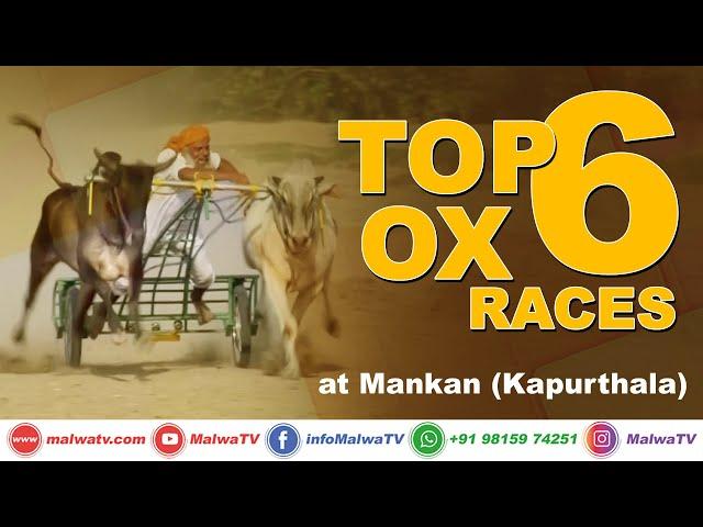 𝐓𝐎𝐏 𝟔 𝐎𝐗 𝐑𝐀𝐂𝐄𝐒  MANKAN (Kapurthala) OX RACES - ਬਲਦਾਂ ਦੀਆਂ ਦੌੜਾਂ 2020  MalwaTV