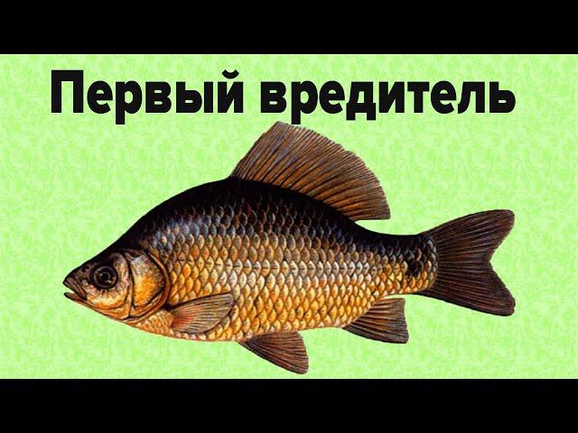 Почему некоторые считают что Карась - вредитель водоемов?