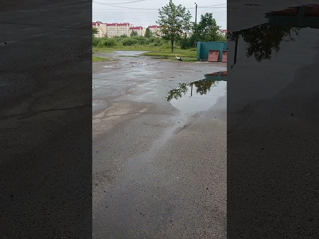 увидил Аиста.