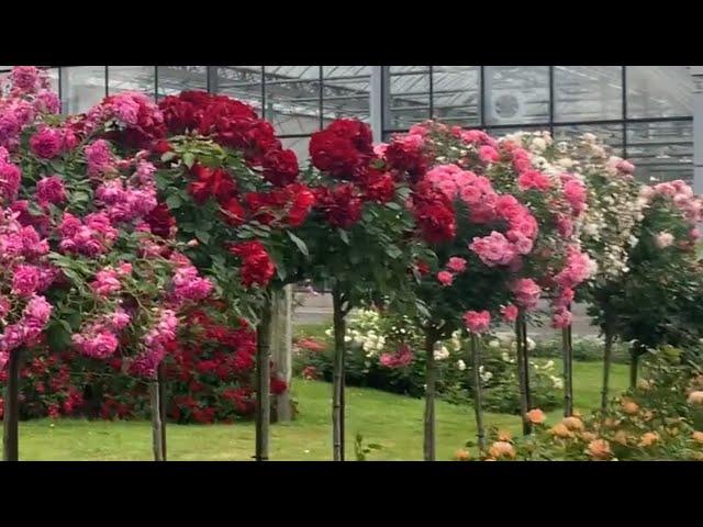 My visit to Tantau HQ in Germany | Rose Garden Tour | Rosen Tantau