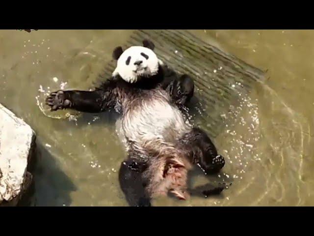 Panda Funny Moment Videos Compilation大熊猫的可爱搞笑合集