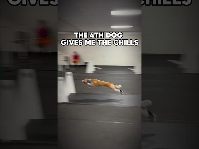 FASTEST DOG EVER #dogs #sports #flyball