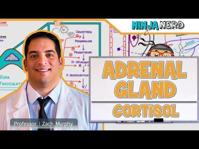 Endocrinology | Adrenal Gland: Cortisol