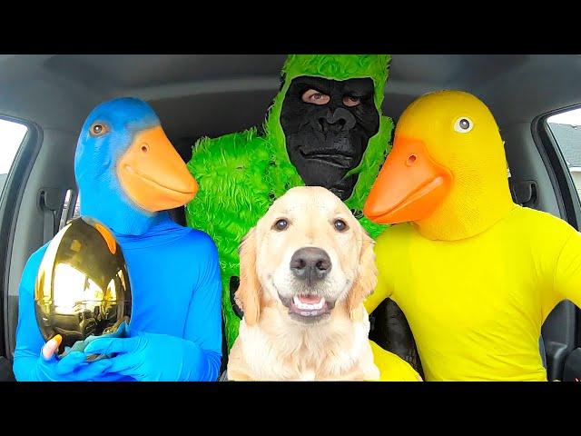 Green Gorilla Steals puppy from Rubber Ducky in Car Ride Chase!