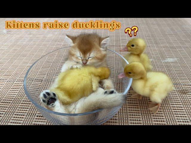 The kitten sincerely invites the duckling to crawl into the bowl and sleep.Such cute funny animals