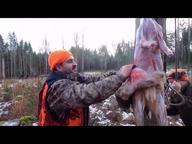 Karaca, kızıl geyik ve domuz avı 8. bölum. Roe deer hunting in Sverige. Part 8 #avcılık #geyikavı