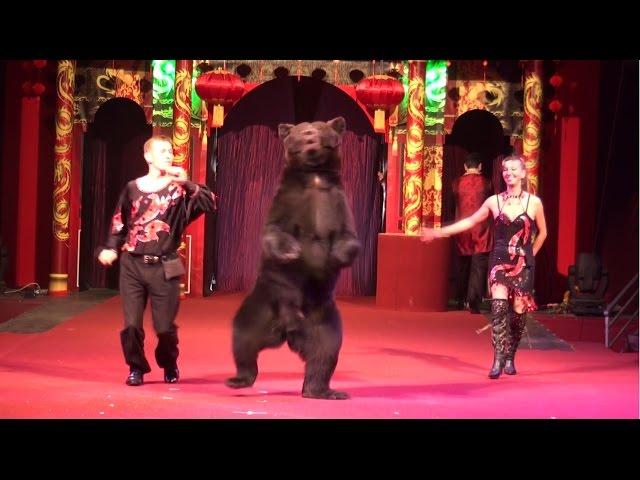 Circus. The show of different animals. Bear and dogs.