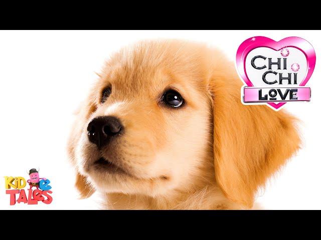 All About Golden Retrievers - ChiChi LOVE