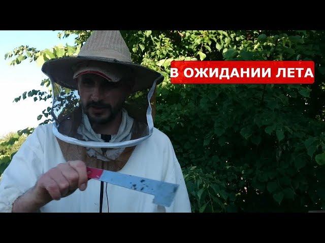 СИБИРСКИЙ ПЧЕЛОБЛОГ 30 ИЮНЯ