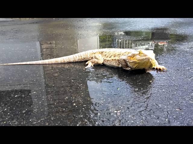 Babbu essait de nager dans la flac d'eau