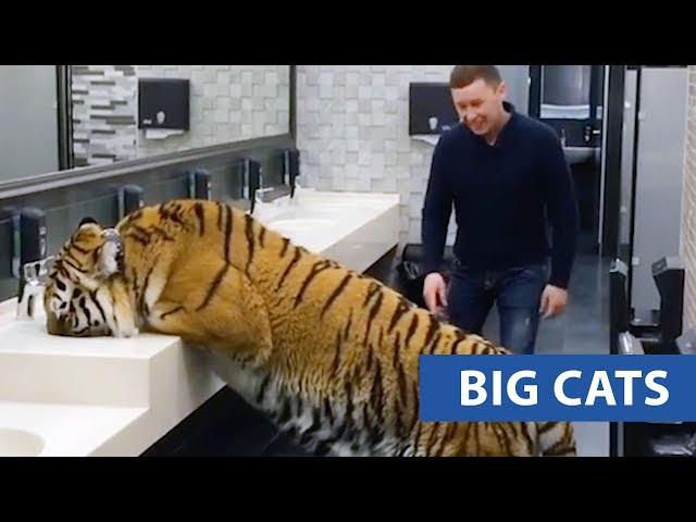 Ultimate Big Cats Compilation