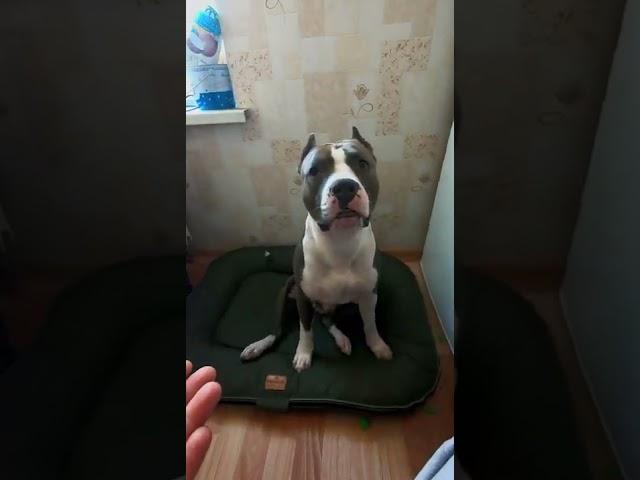 Амстафф 1 год | Продолжение Обмена | Стаффорд | Amstaff one year | Staffy