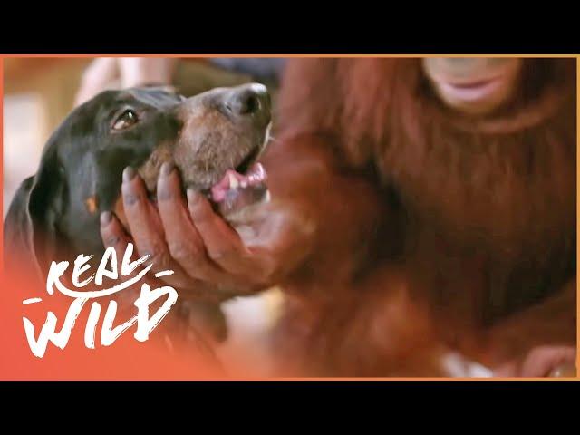 The Unlikely Bond Between A Dog And An Orangutan | Animal Odd Couples