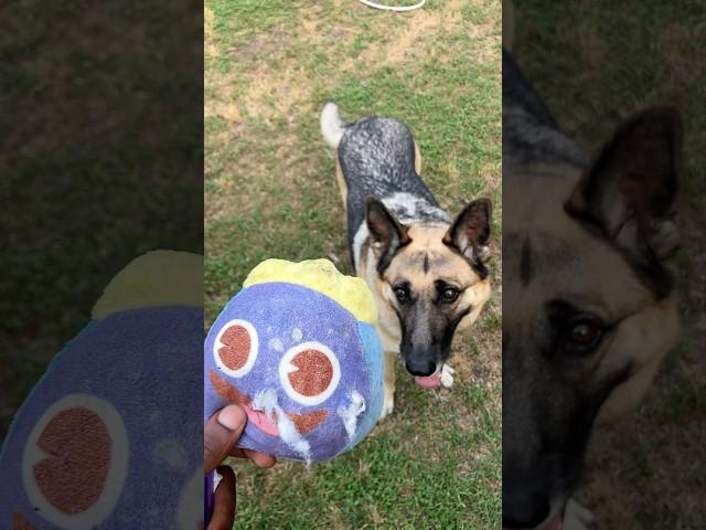 🫡GERMANSHEPERDS ARE THE BEST
