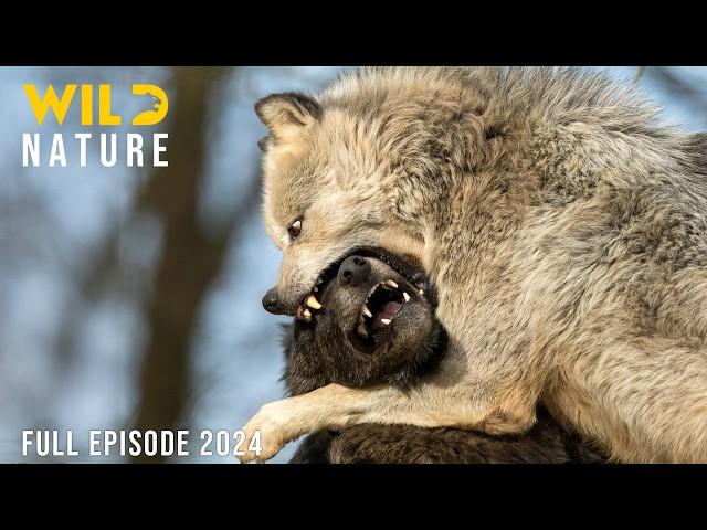 The Baltic | Survival in a Pristine Ecosystem | Animal documentary