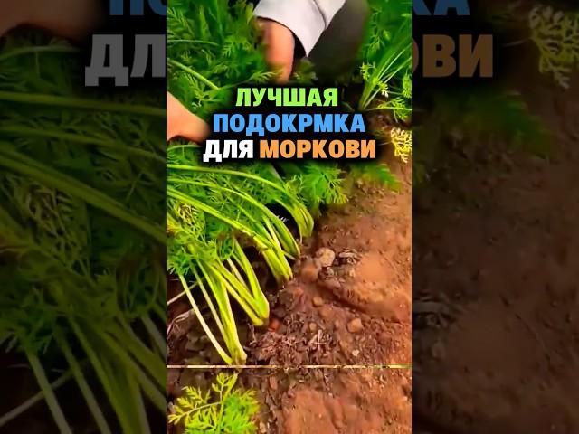 Лучшая подкормка для моркови #сад #огород #дача #рассада #урожай #морковь