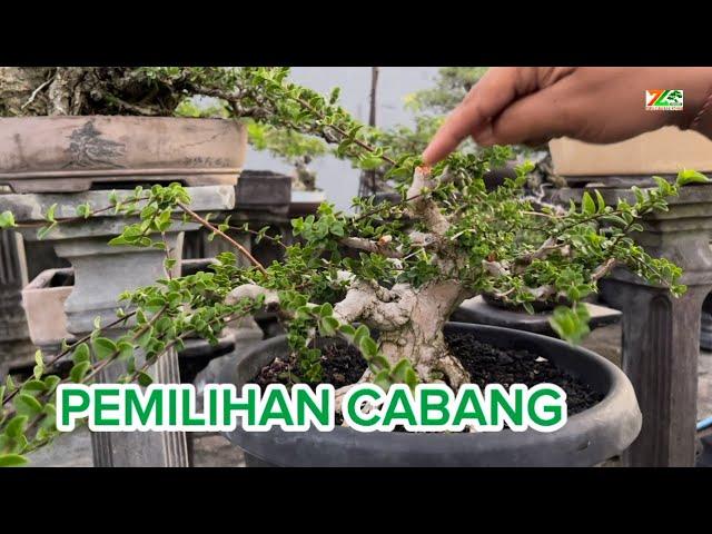 TAHAP PEMILIHAN ANAK CABANG POHON SANCANG