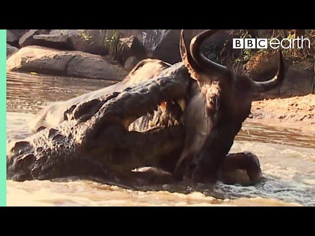 Underwater Ambush from Crocodile | BBC Earth