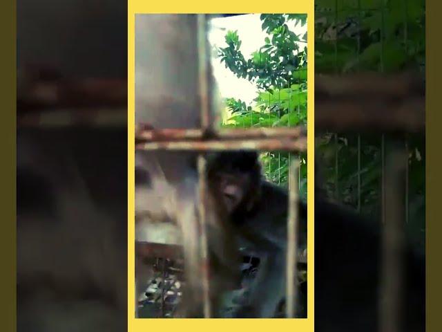 the behavior of baby monkeys being put into one cage after being separated from they mom