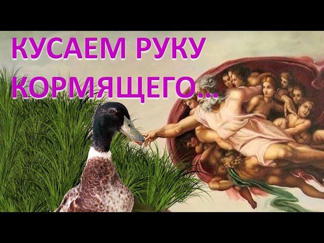 Кусаем руки кормящего....