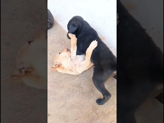 Dog puppies are fighting and barking#10kviral#shorts