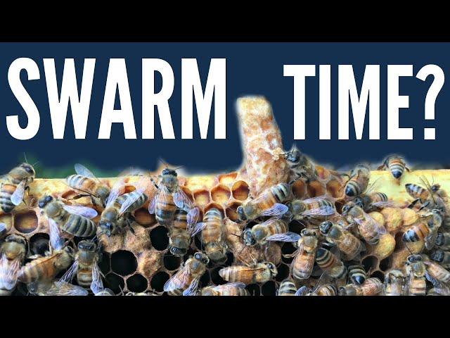 Is It Time to Swarm?  Queen Cell Extermination | S3 E4