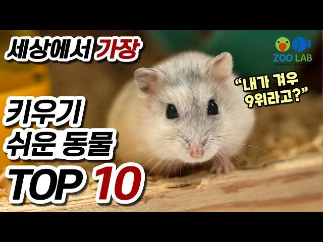 가장 키우기 쉬운 동물 TOP 10,  반려동물 랭킹, 열대어, 구피도 있을까? 키울수 있는 동물중 사육이 쉬운 종류순위!