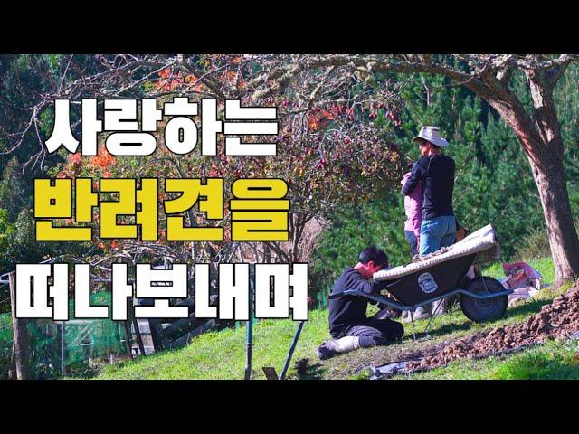 [뉴질랜드 시골가족] 코비와의 이별, 마지막2시간의 기록 I Heartbreaking Say Goodbye to Coby