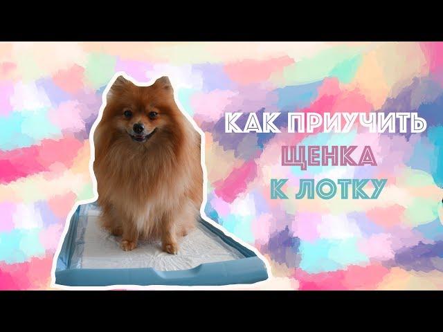 Как приучить щенка к лотку