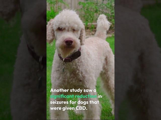 CBD For Pets: Is It Safe?