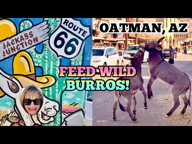 Exploring JACKASS JUNCTION! | Wild Burros & Old West Charm in Oatman, AZ!