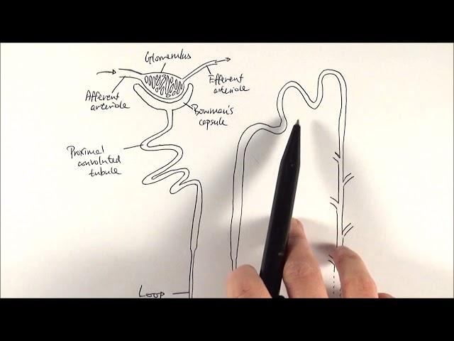 A2 Biology - Nephron structure (OCR A Chapter 15.5)