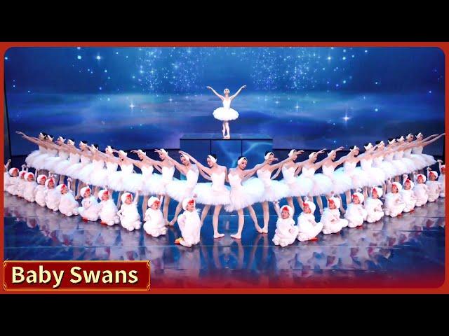 Baby Swans | 2024 CMG Spring Festival Gala