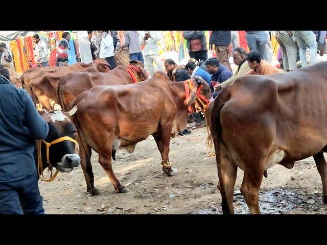 How to buy Desi cow | desi Jersey hf cow market | Pashu pura Mandi | Cow for sale