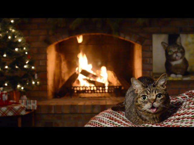 Lil BUB's Magical Yule LOG Video 2016