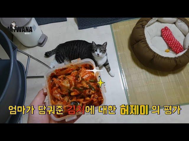 "우리 고양이에게 엄마의 김치를 줘봤다." 1탄