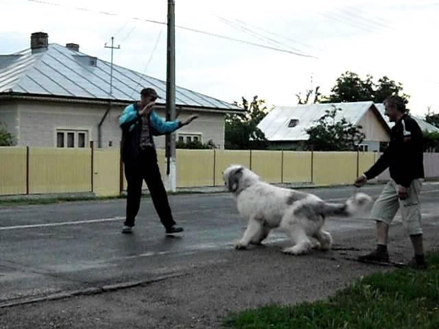 ciobanesc mioritic comuna Padina jud Buzau ursu 11 luni