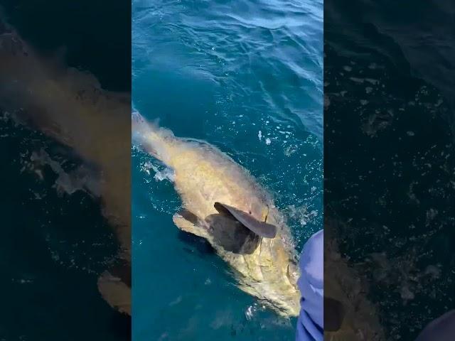  MASSIVE FLORIDA GOLIATH GROUPER  Harrison’s Chew Charters Jensen Beach, FL #shorts