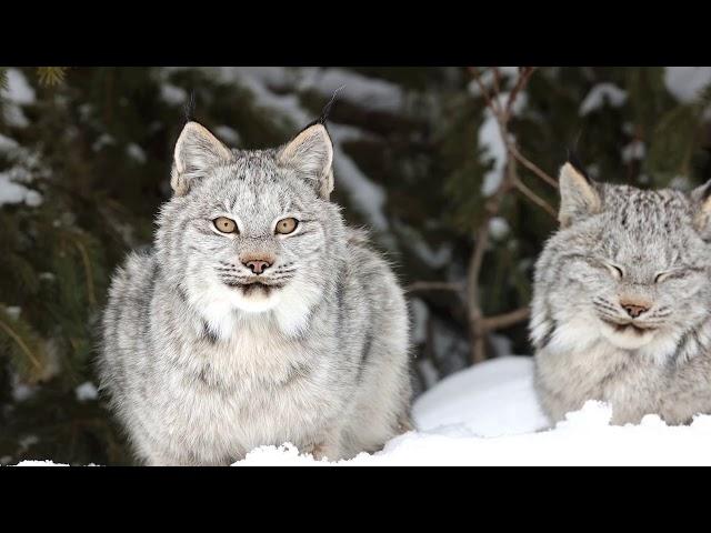 Curious Lynx Kitten