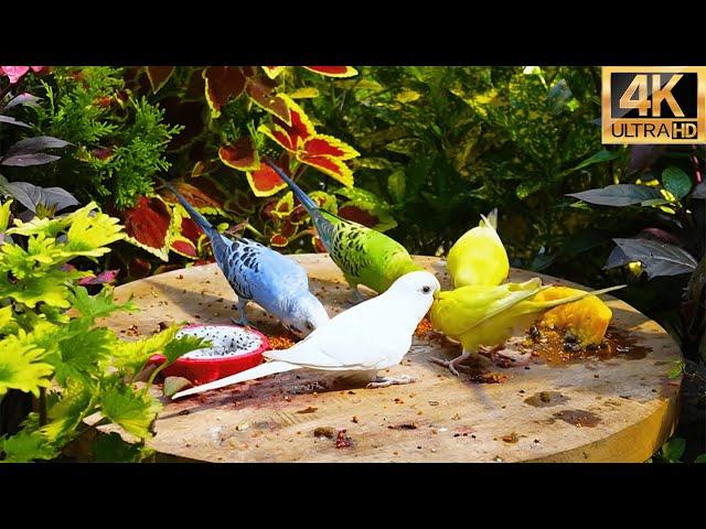 Birdwatching for Cats  Birds & Squirrels host a Winter Party in the garden 4K HDR