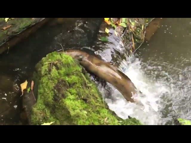 Eel climbing waterfall