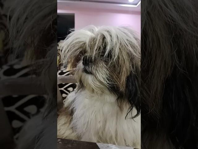 angel,, 