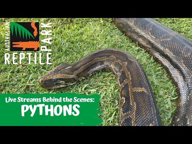 LIVE WITH PYTHONS | AUSTRALIAN REPTILE PARK